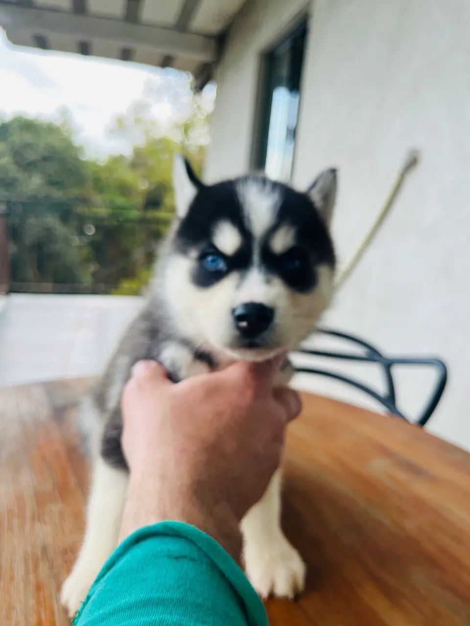 Husky siberiano - Foto 4