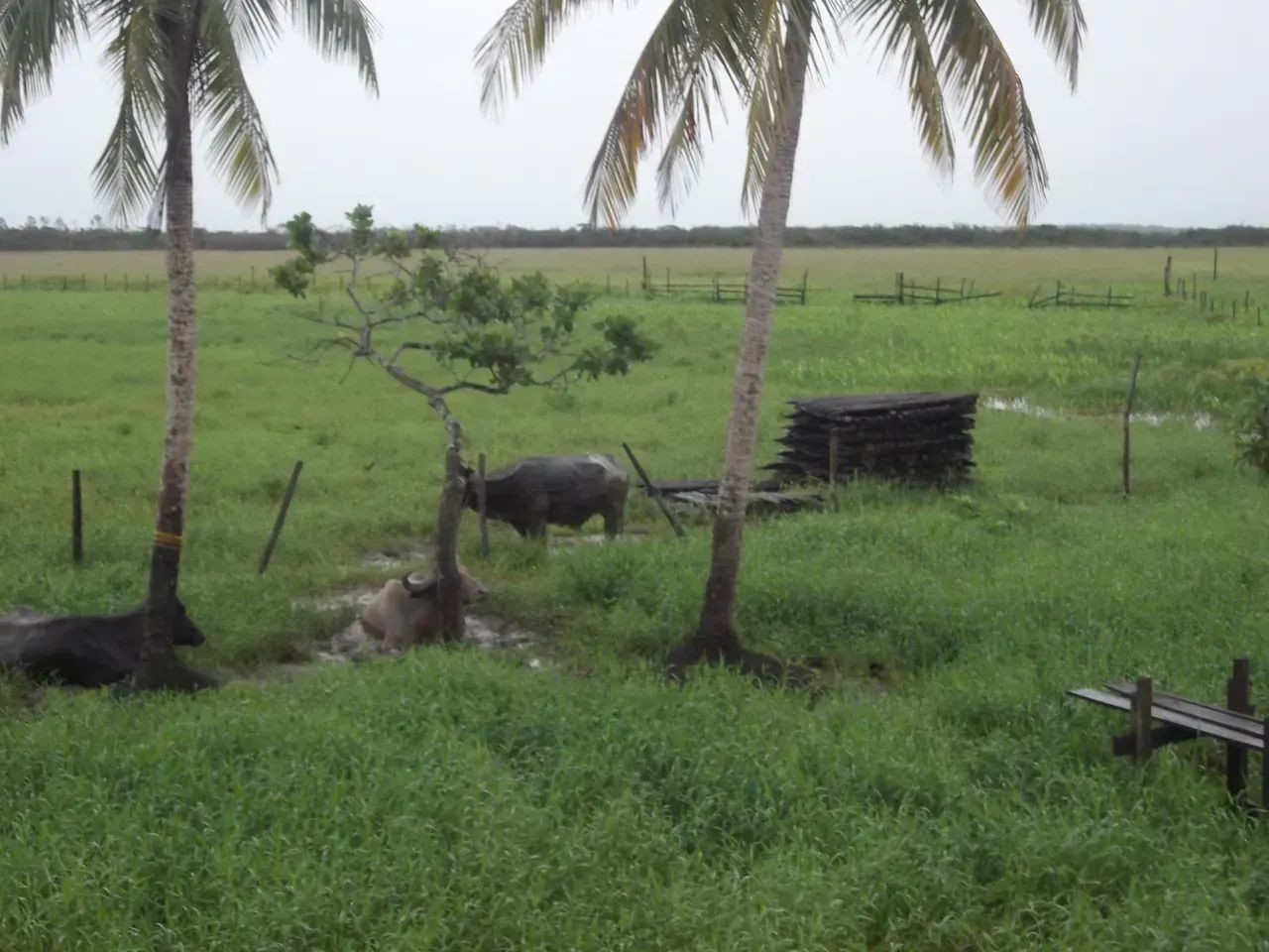 Fazenda a venda no - Pracuúba - AP