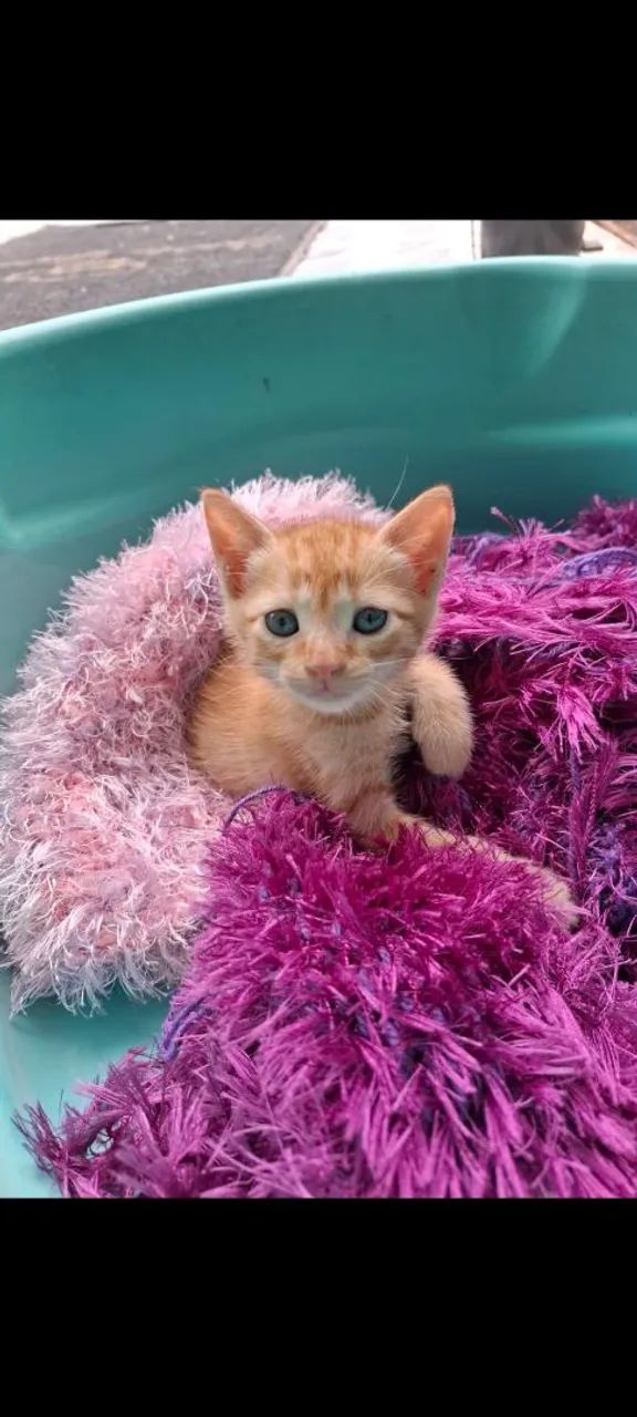 Adoção doação linda gata laranja filhote 55 dias 