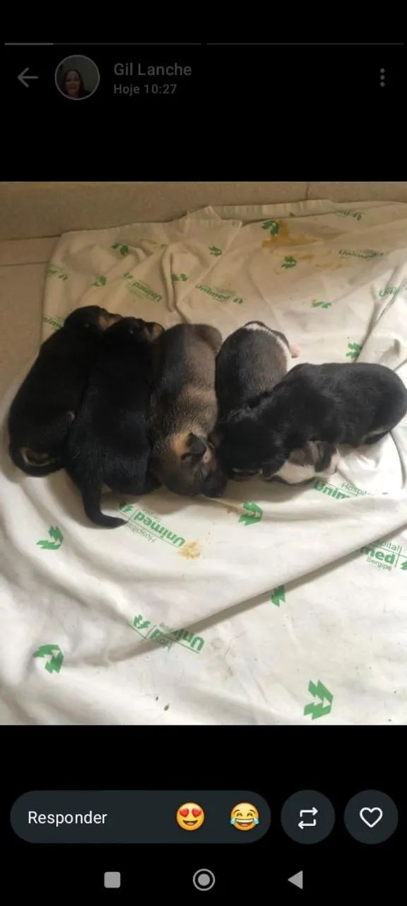 Cachorro pinscher