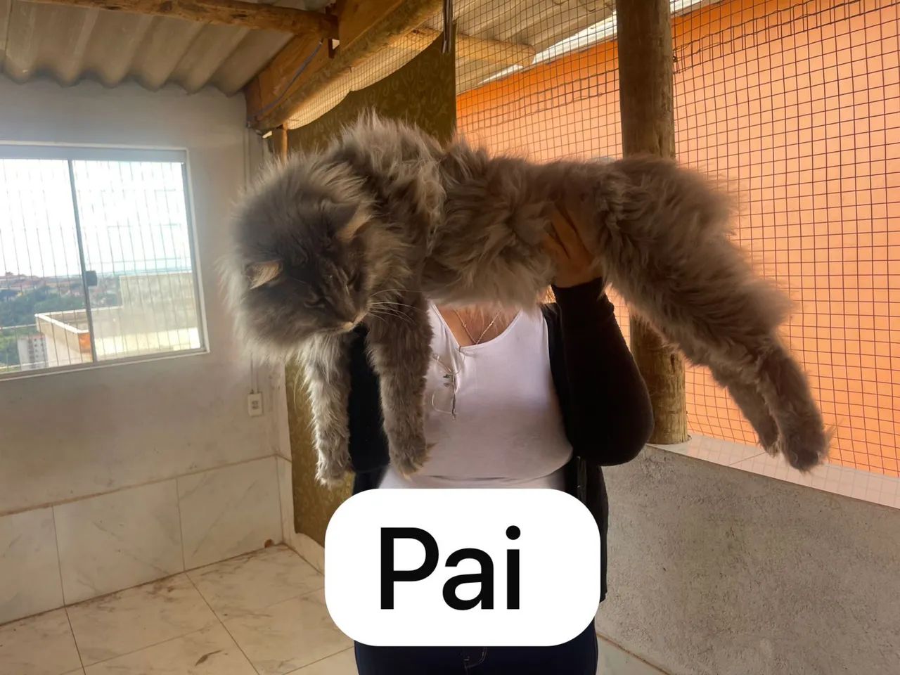 Fêmeas de gato Maine coon  - Foto 3