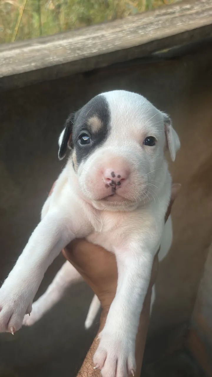 Filhote de Pitbull Merle - Foto 2