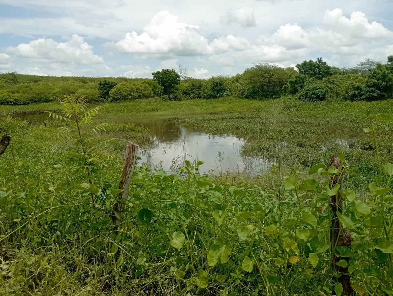 Fazenda Trapiá - Foto 4
