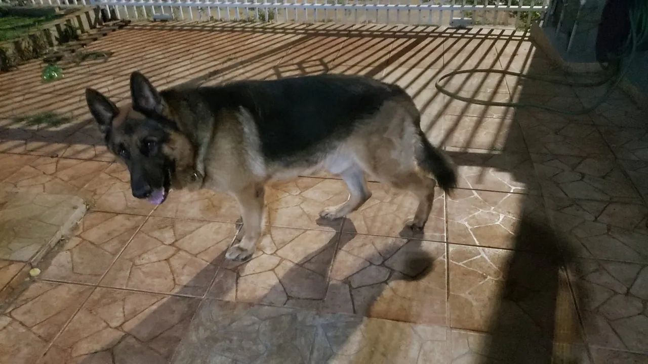 Pastor Alemão para Cruza - Foto 2