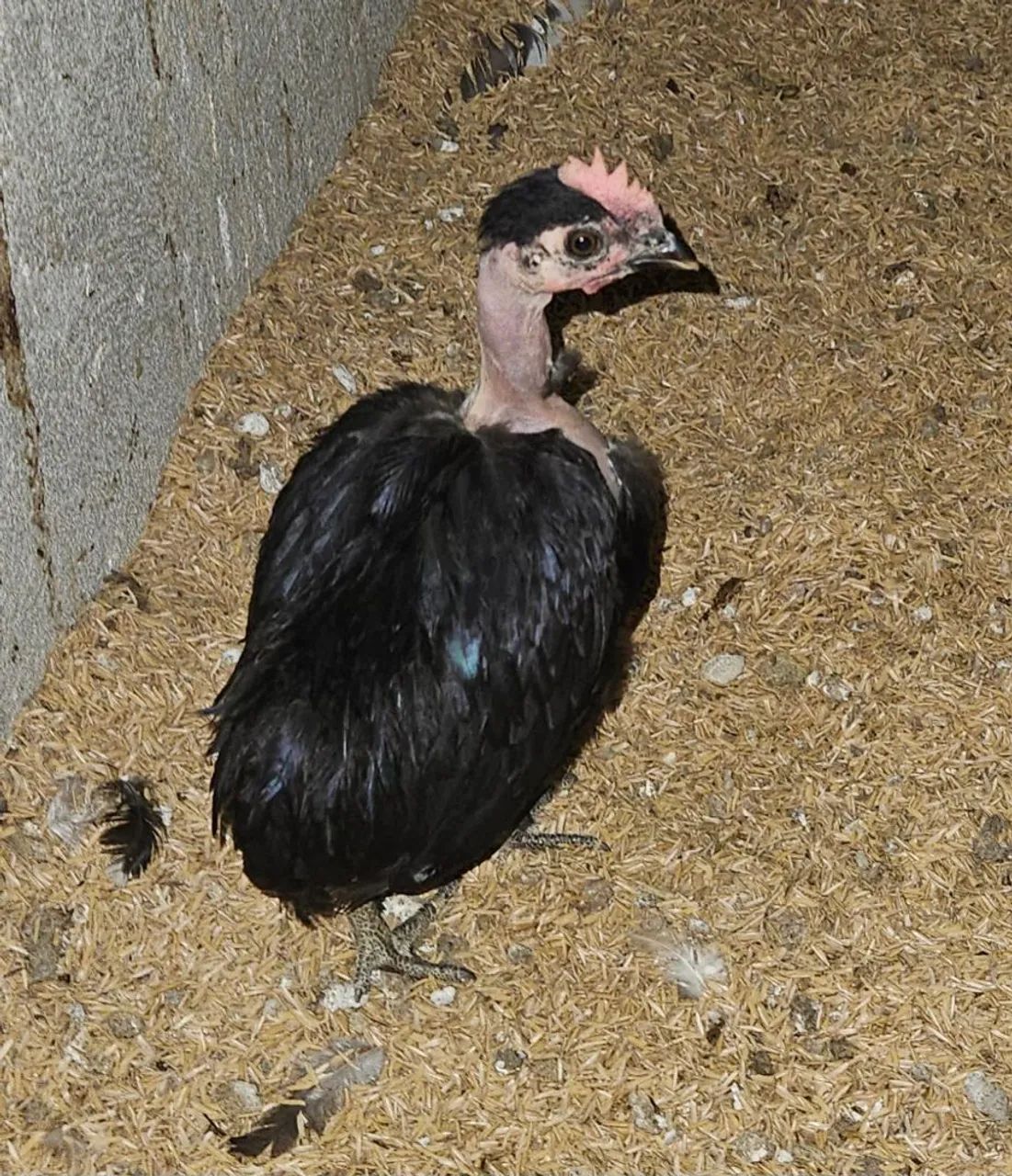 Frango mini garnizé modelado suro polaco 3 meses - Foto 3