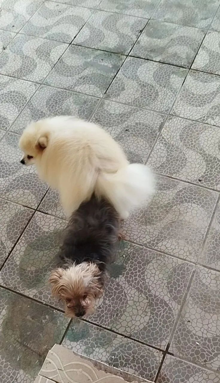 Cachorro filhote - Foto 2