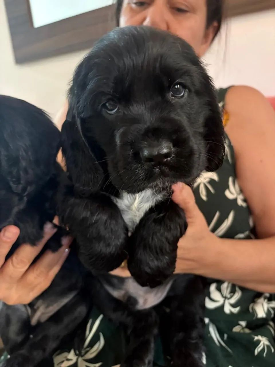 Lindos filhotes cocker spaniel ingles  - Foto 4