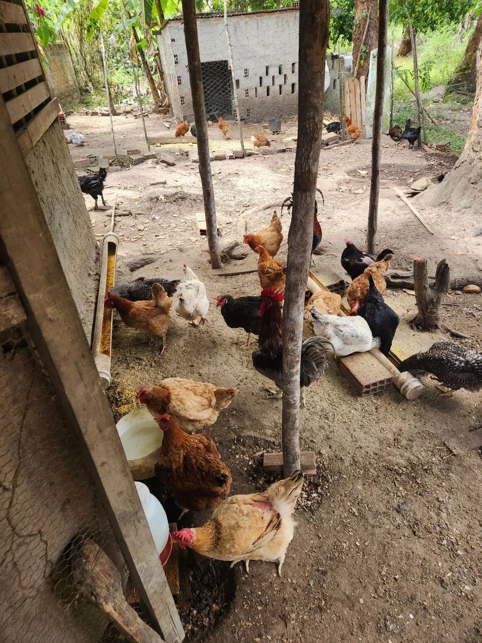 Frangos e Galinhas Capoeira criados soltos.  - Foto 3