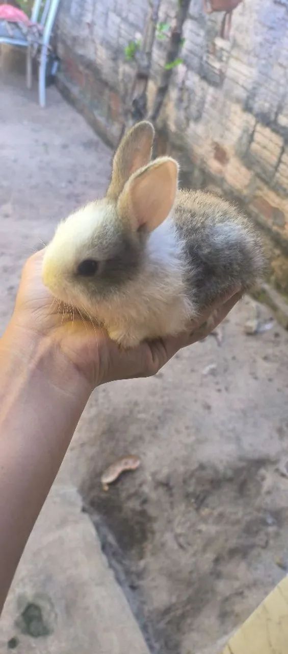 Coelhos a venda  - Foto 2