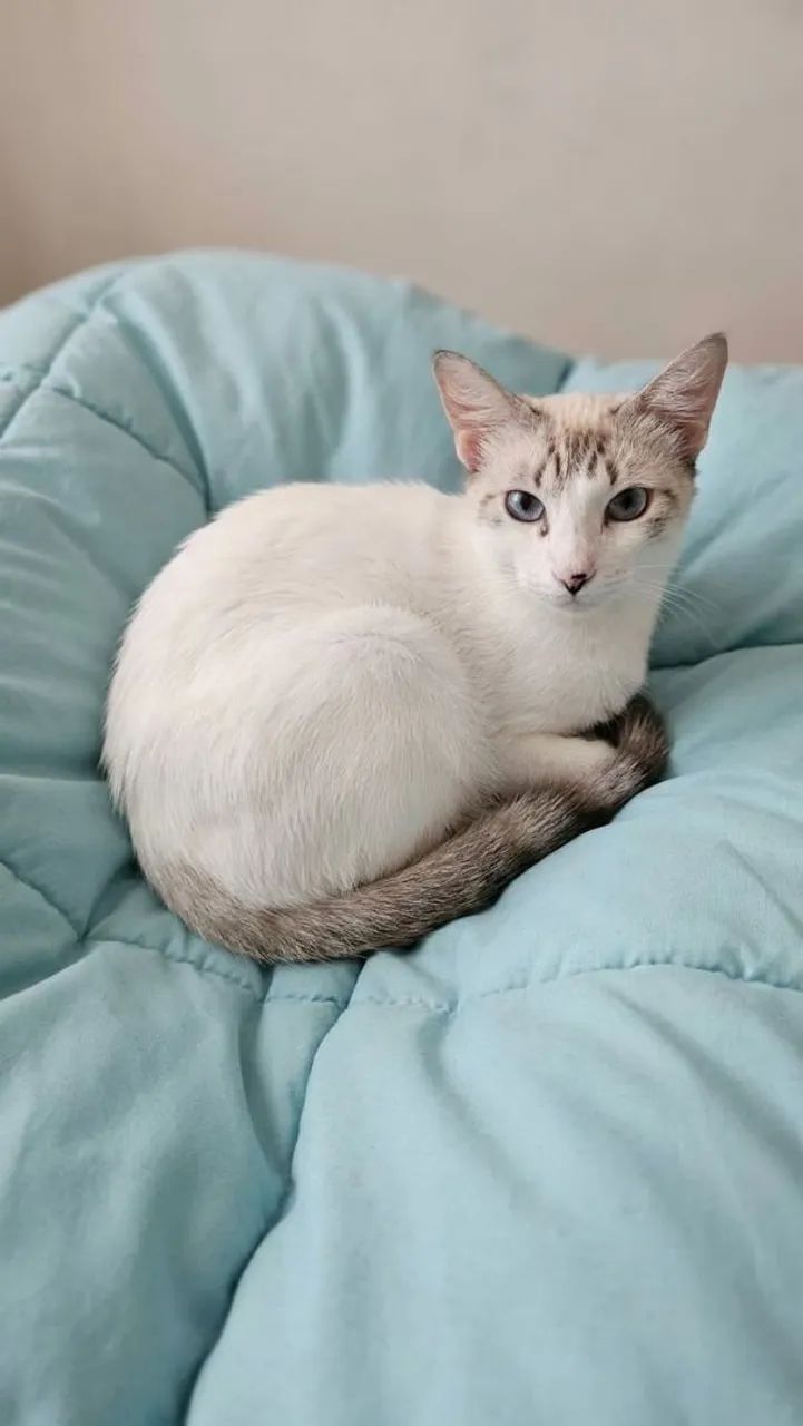 Gatinha Bibi para Adoação!  - Foto 3