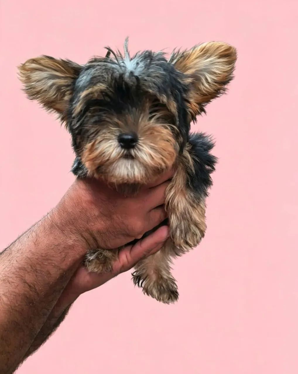 Yorkshire Terrier 