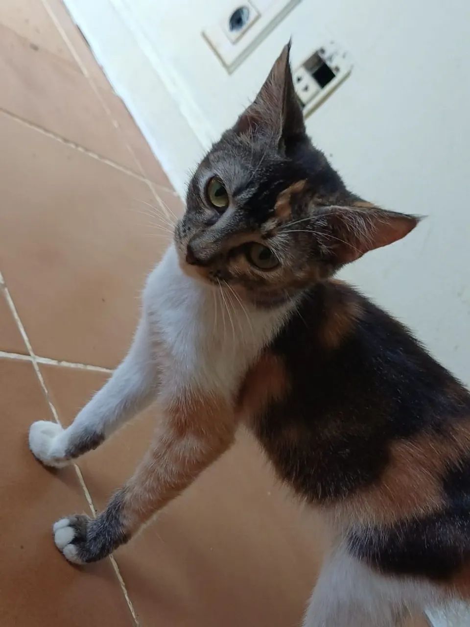 Gatos para adoção 