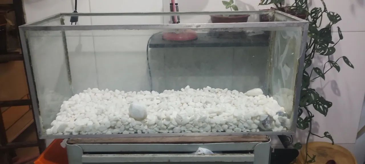 Aquário/terrário  - Foto 3