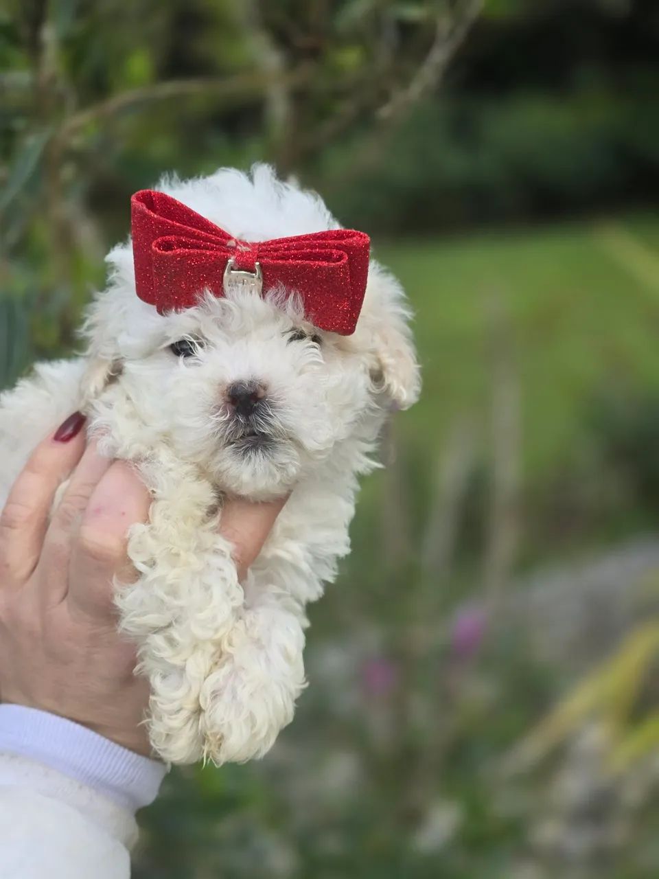 Poodle micro toy em Curitiba   - Foto 3