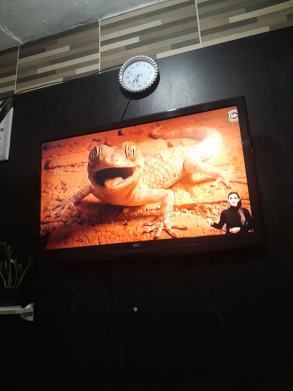 Vendo TV 43 polega
