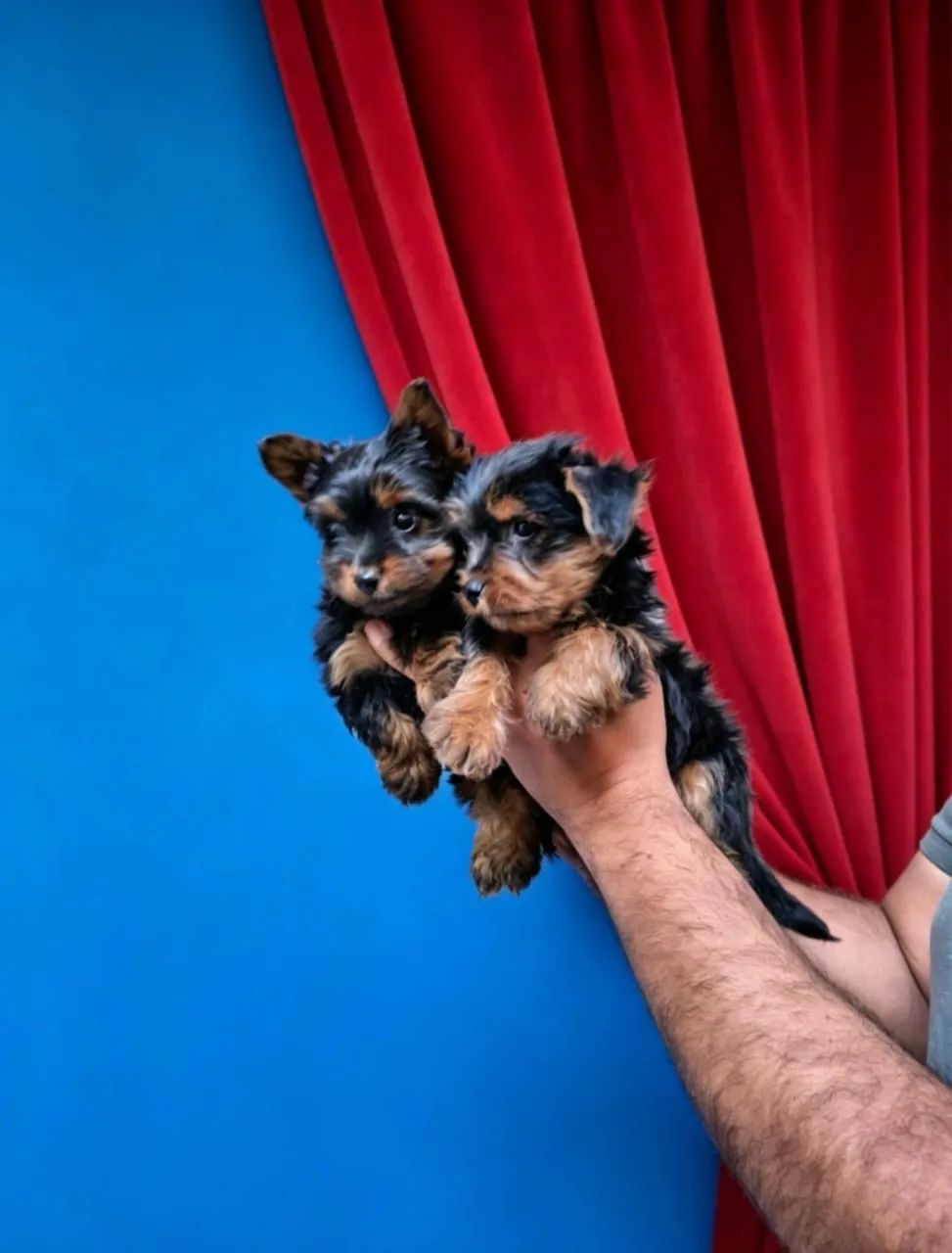 Mini dogs 