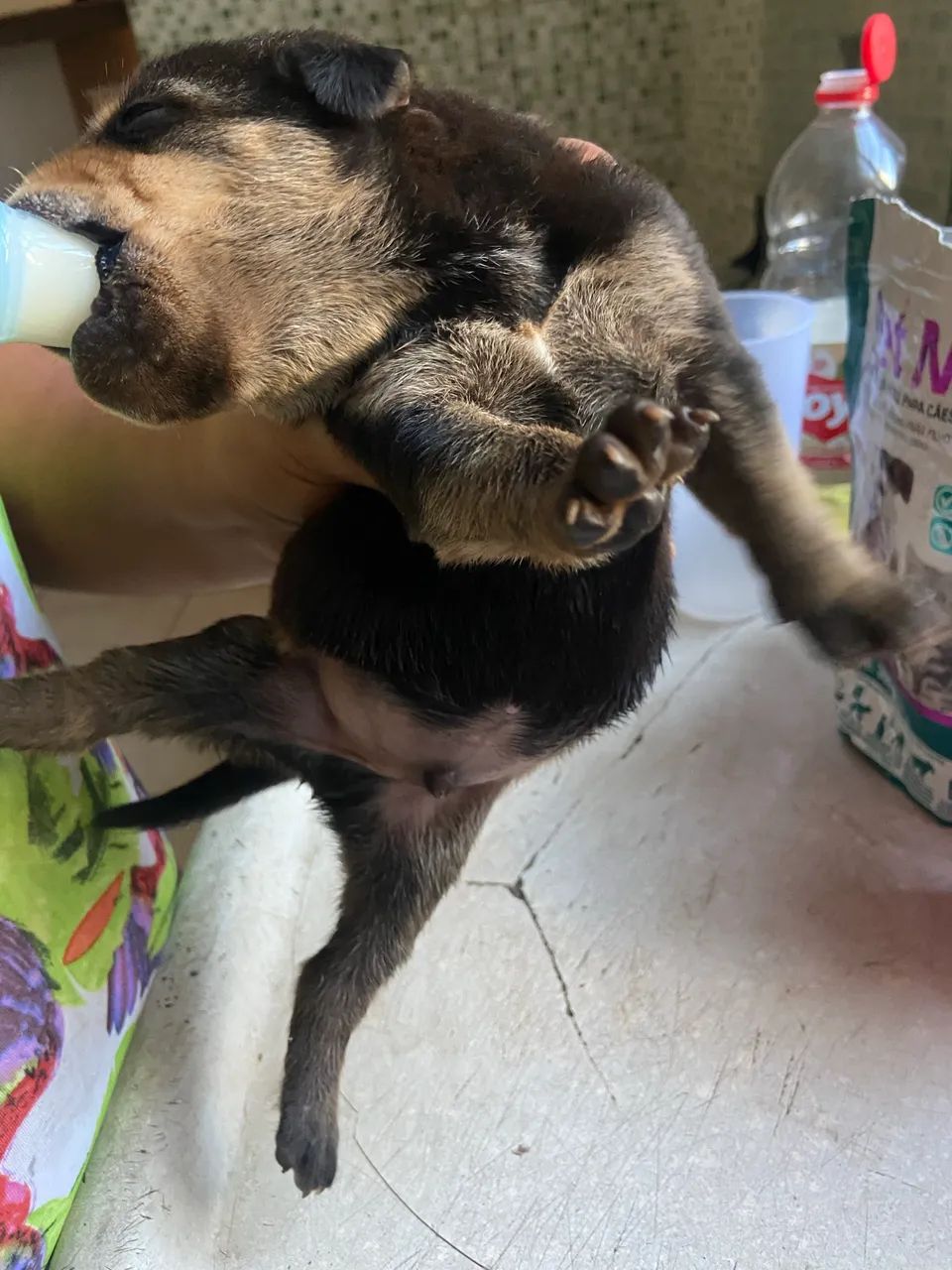 Rottweiler mestiço com vira lata - Foto 3