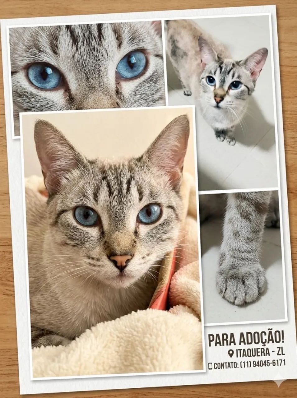Doação de gato