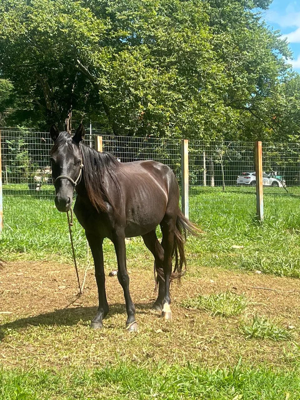 Vende-se Égua e potro 