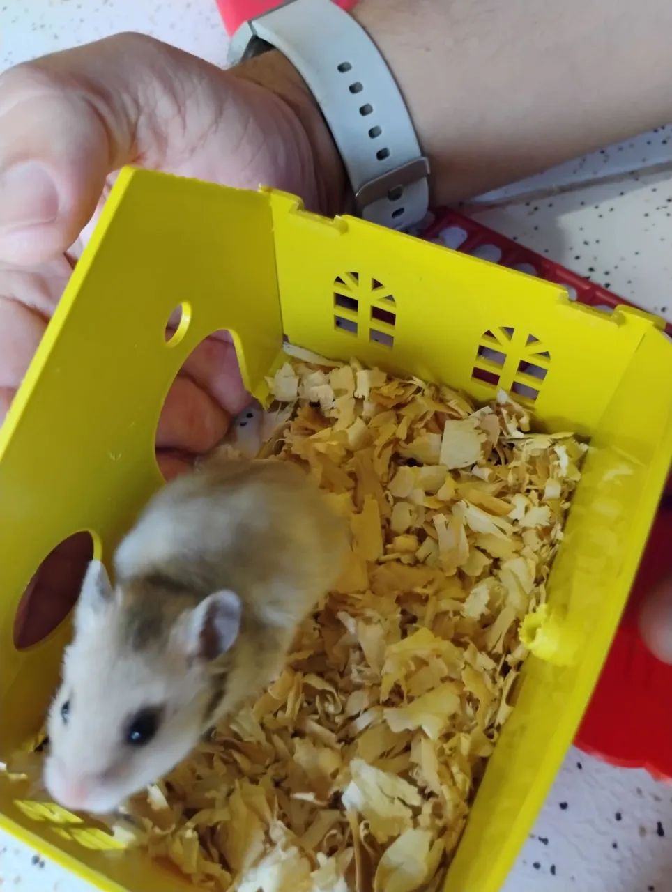 Hamster-sírio  - Foto 2