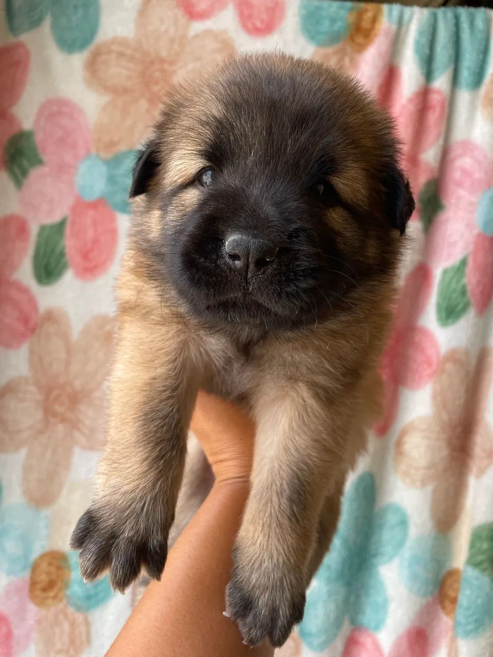 Chowchow - Foto 2
