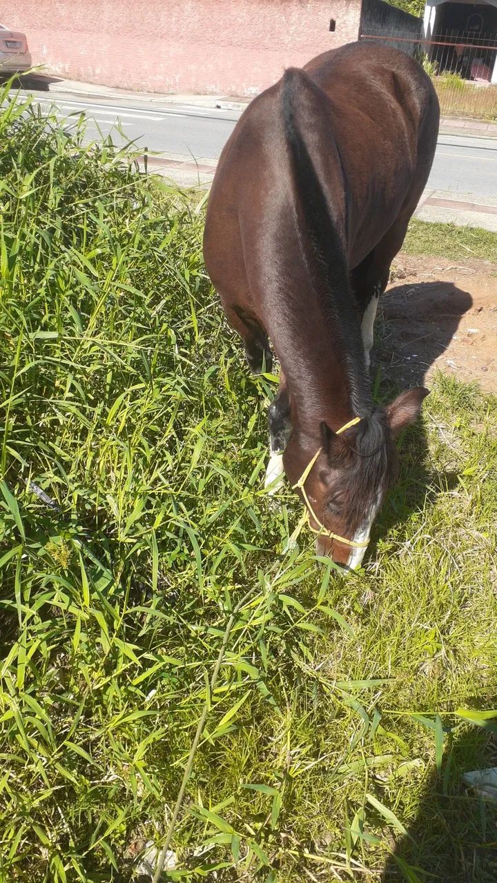 Vendo cavalo crioulo  - Foto 2
