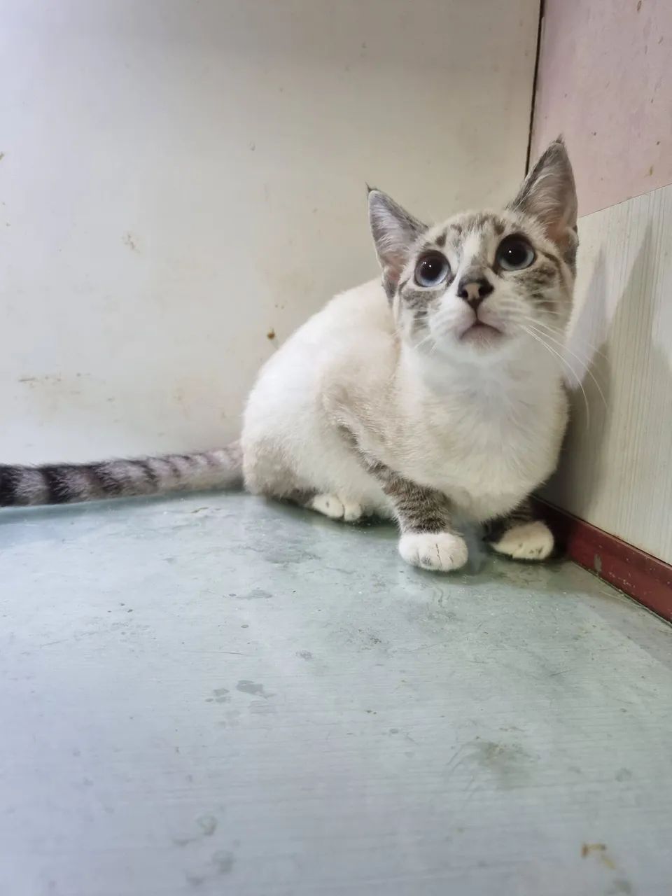 Gatinha para adoção - Foto 2