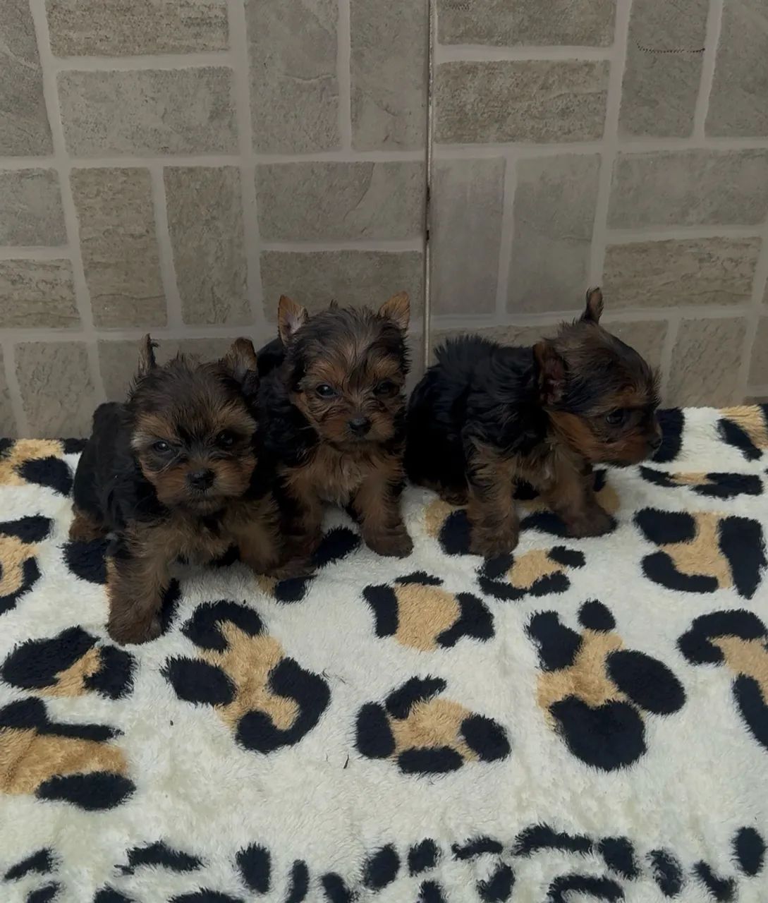 Cachorro  - Foto 3