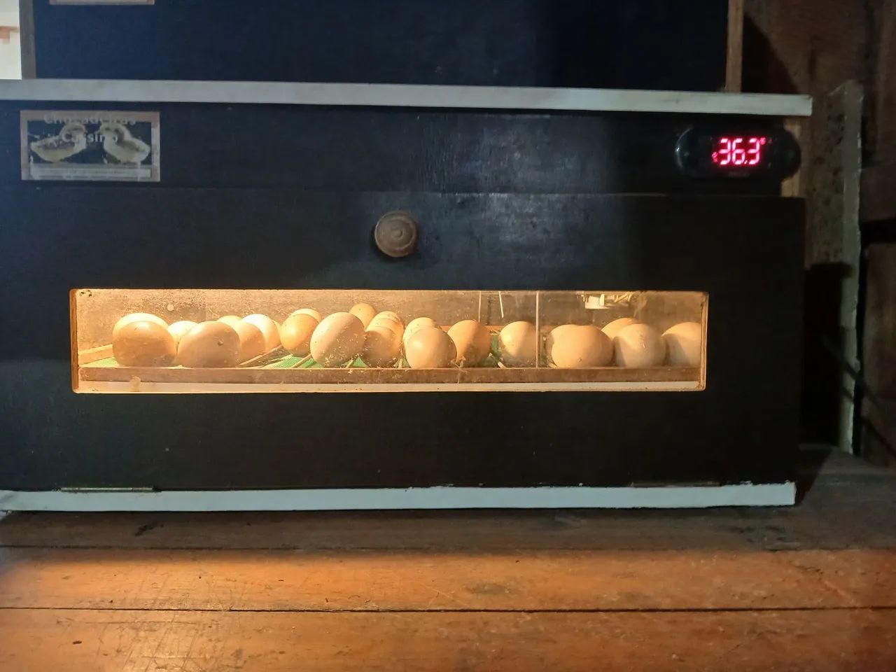 Chocadeira de ovos