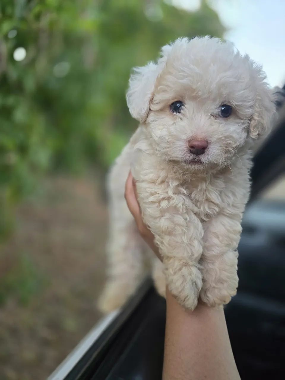 Poodle machos 