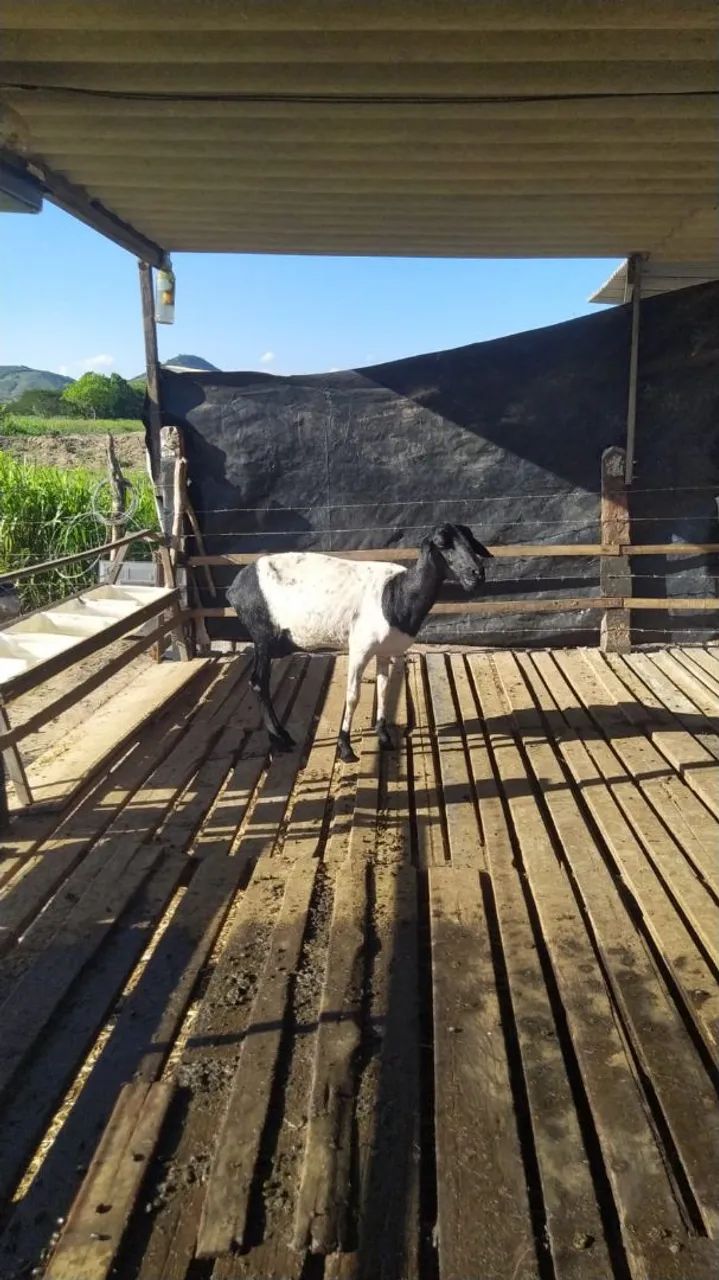 Ovelha Santa Inês - Foto 4