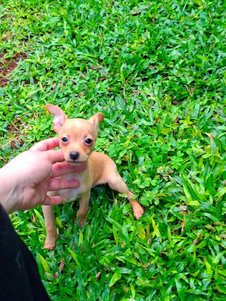 Machinhos Pinscher - Foto 5
