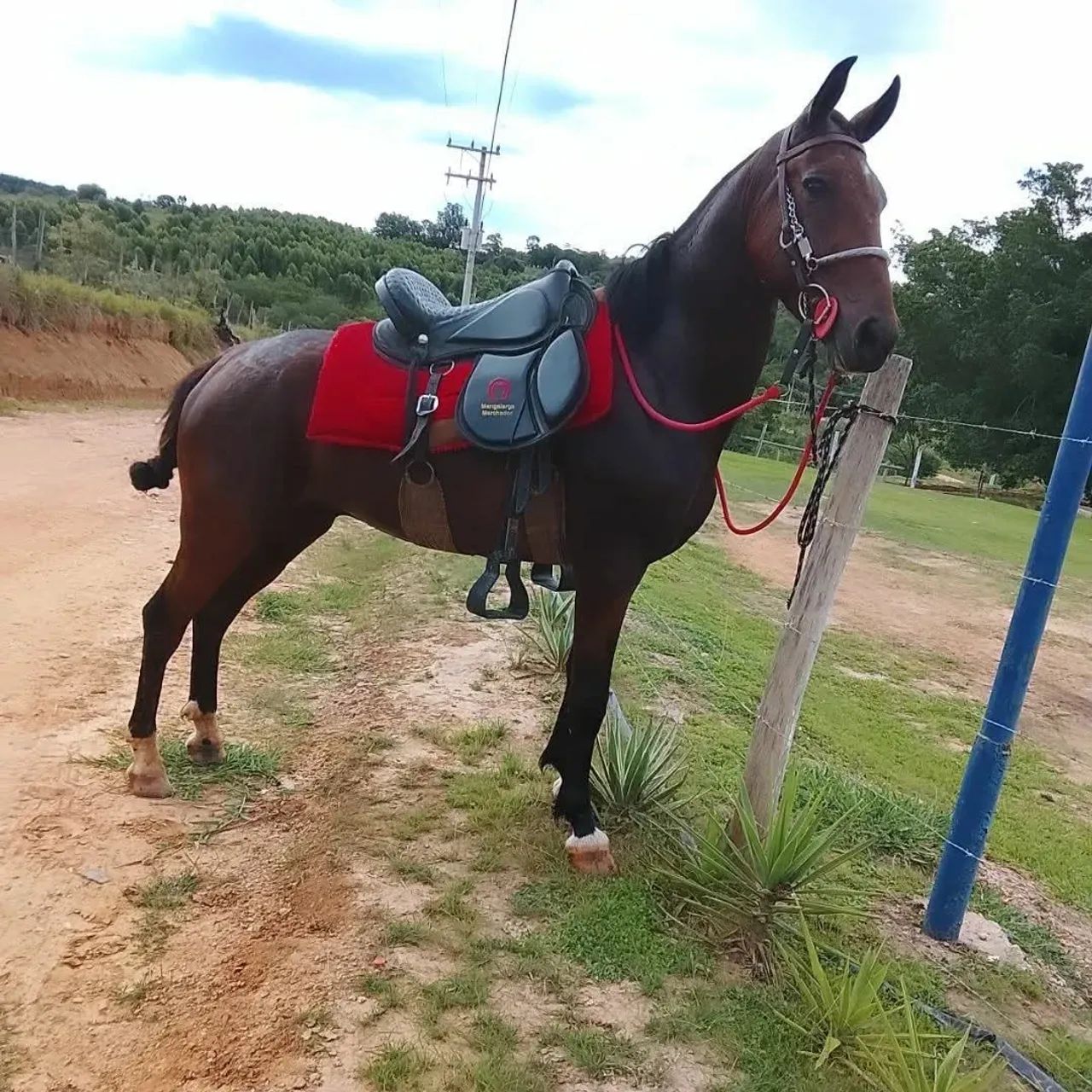 Cavalo marcha picada - Foto 2