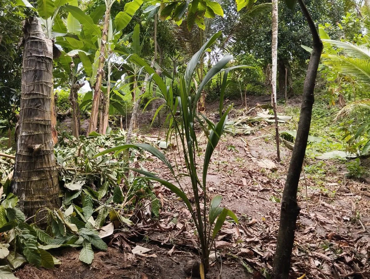 Terreno  - Foto 4