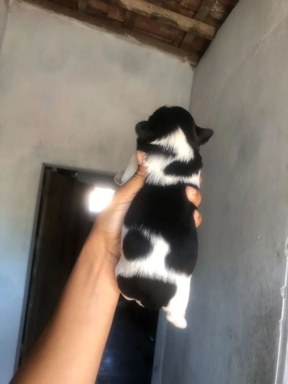 shihtzu  - Foto 4