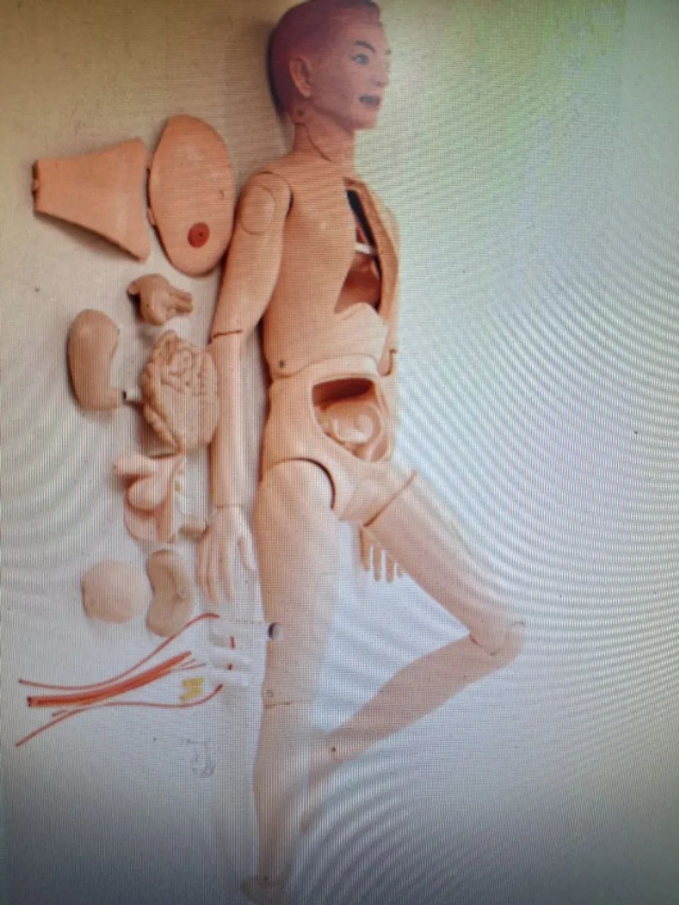BONECO ANATOMICO