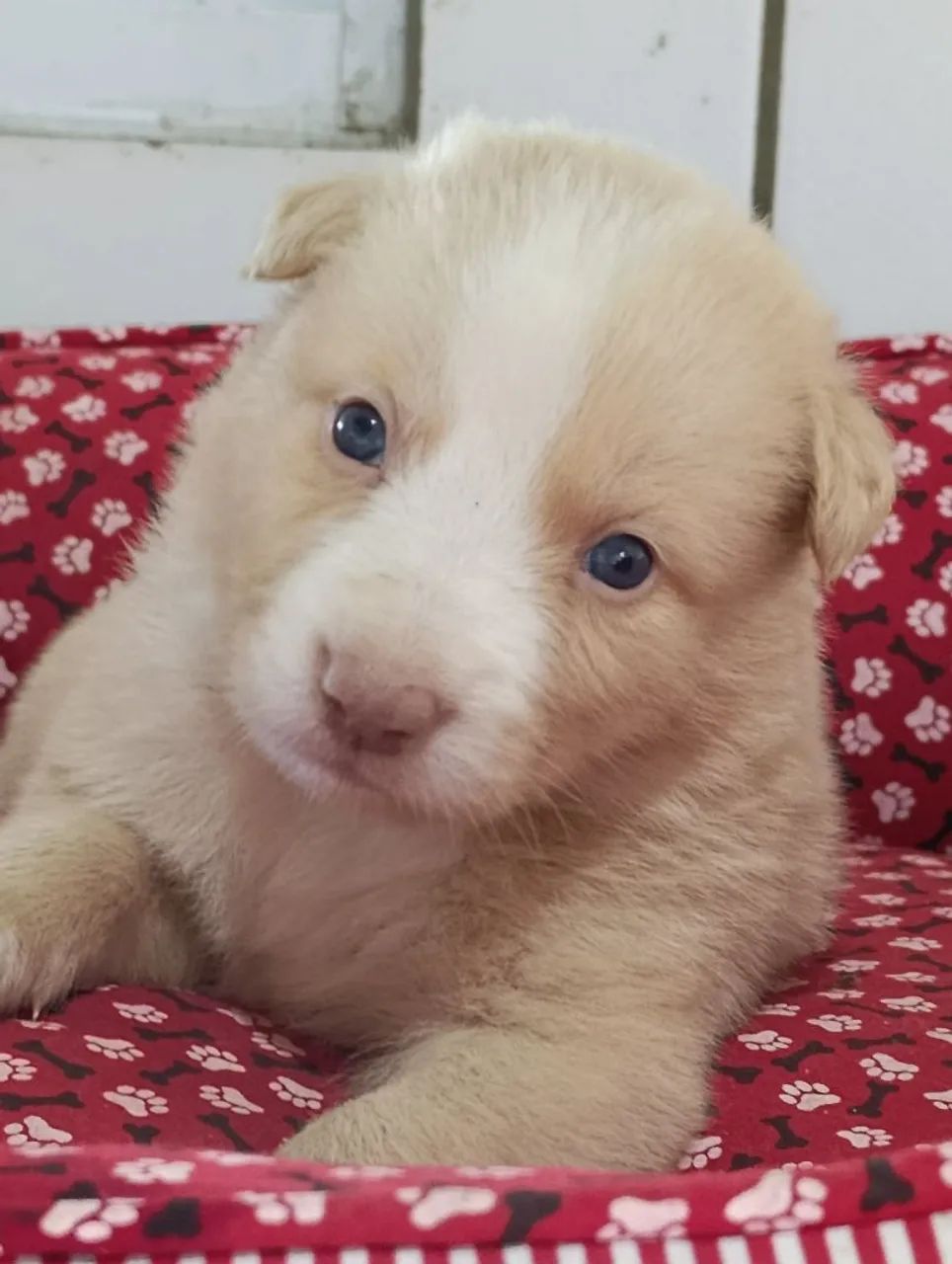Border Collie com cores exóticas  - Foto 3