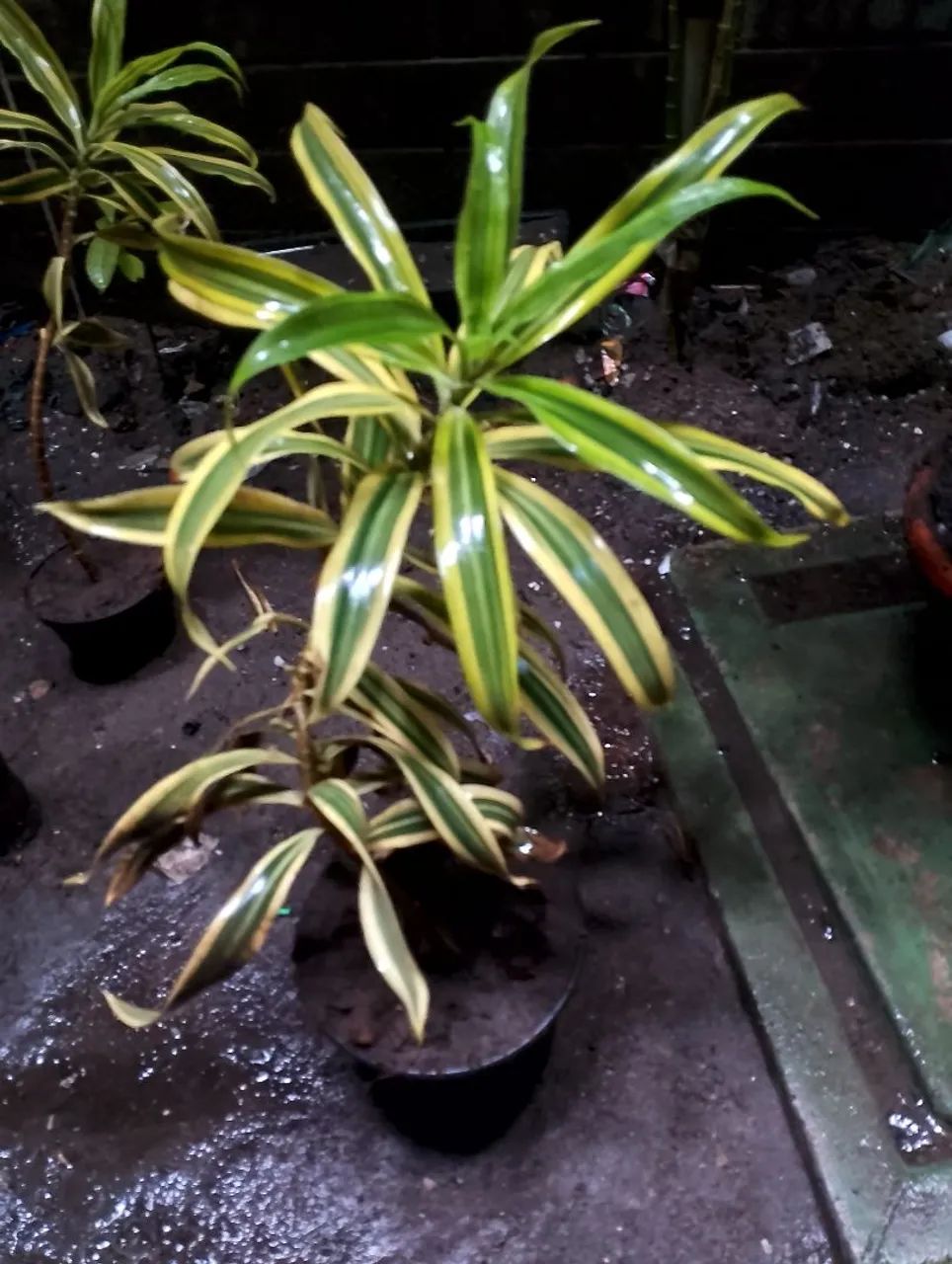 PLANTAS  - Foto 3