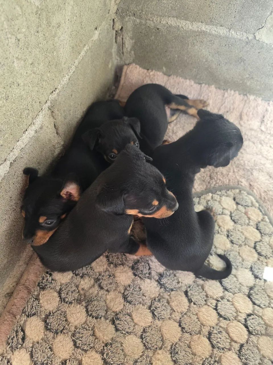 Pinscher N° 2 - Foto 2