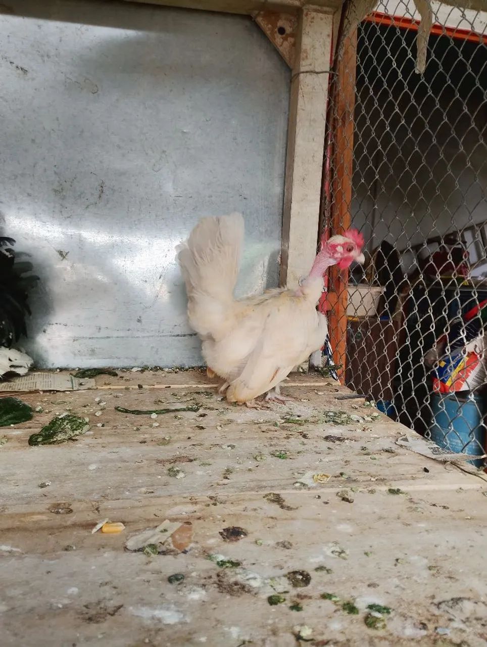 Mine nagazaki polaca com 10 meses  - Foto 3