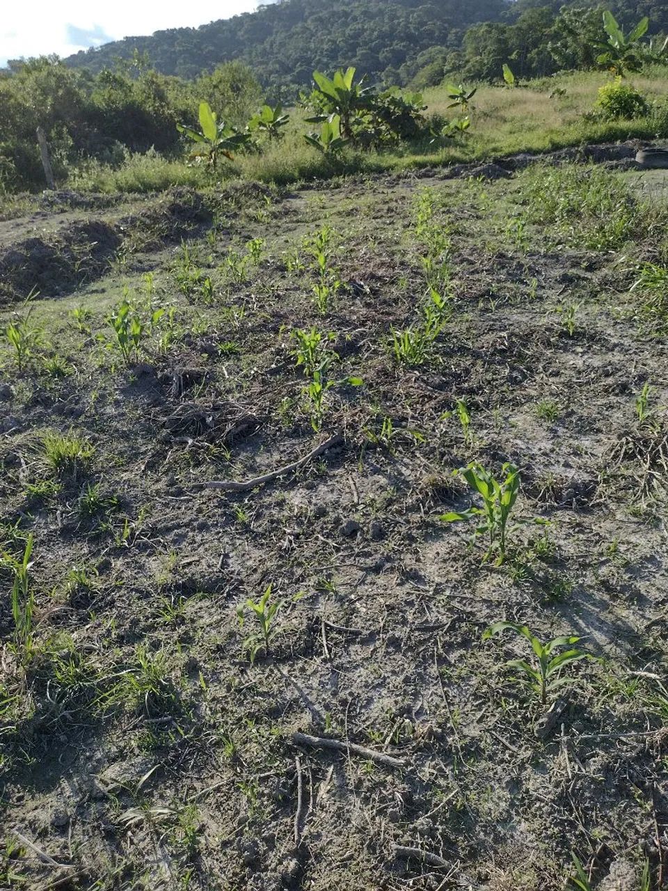 Terreno para formar chacara - Foto 4