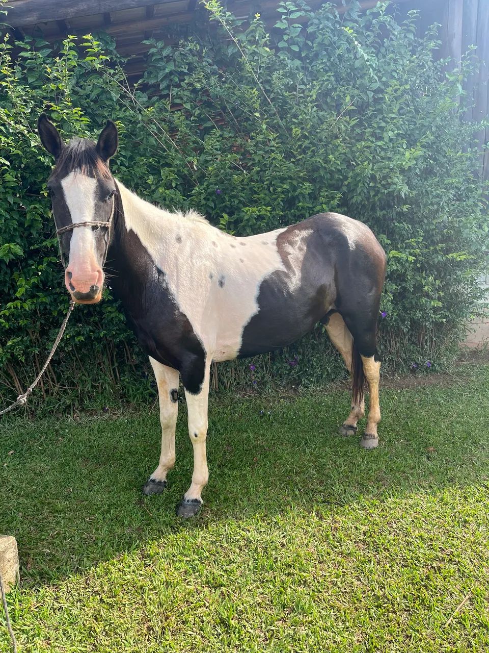 VENDO ÉGUA PAMPA DE PRETO  - Foto 3