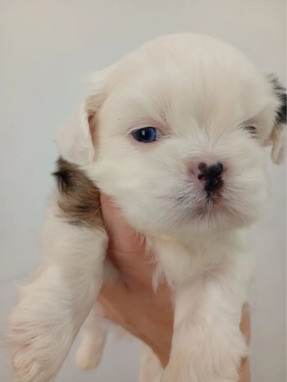 Cachorro