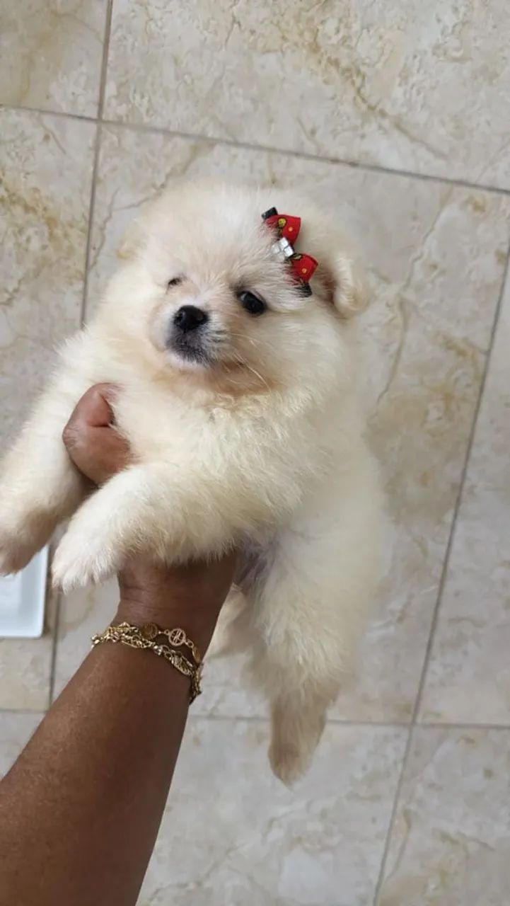 Spitz Alemão lindo demais 