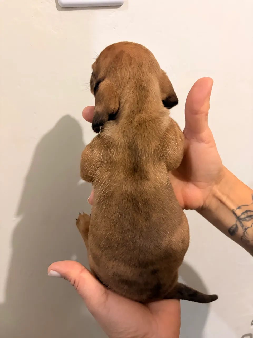 Fêmea de Dachshund Salsicha  - Foto 2