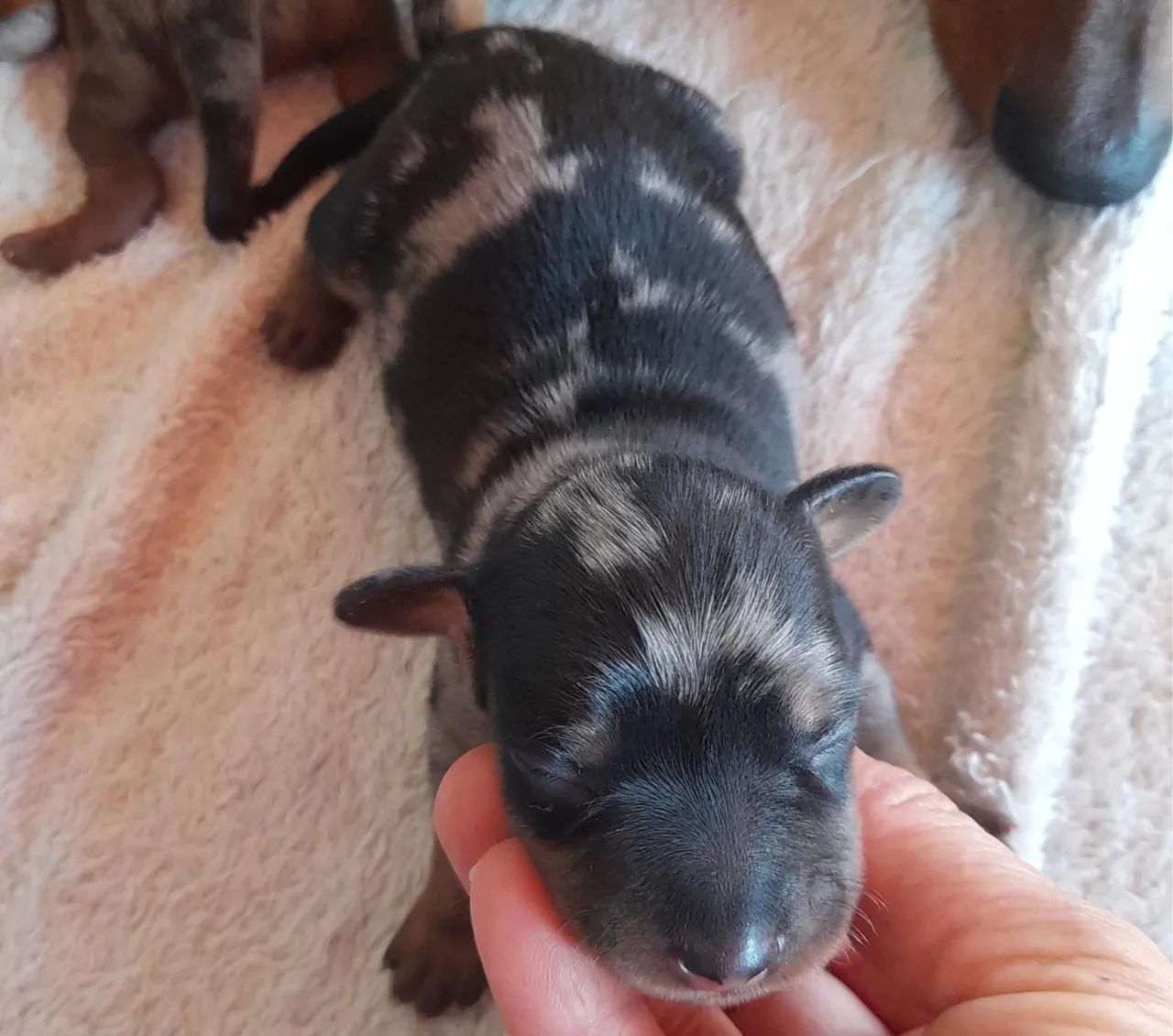 Ninhada de Dachshund  - Foto 5