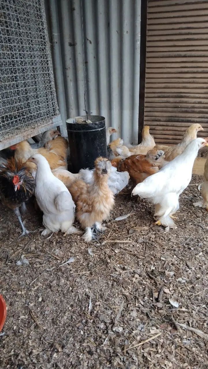 Galinhas sedosas do Japão  - Foto 3