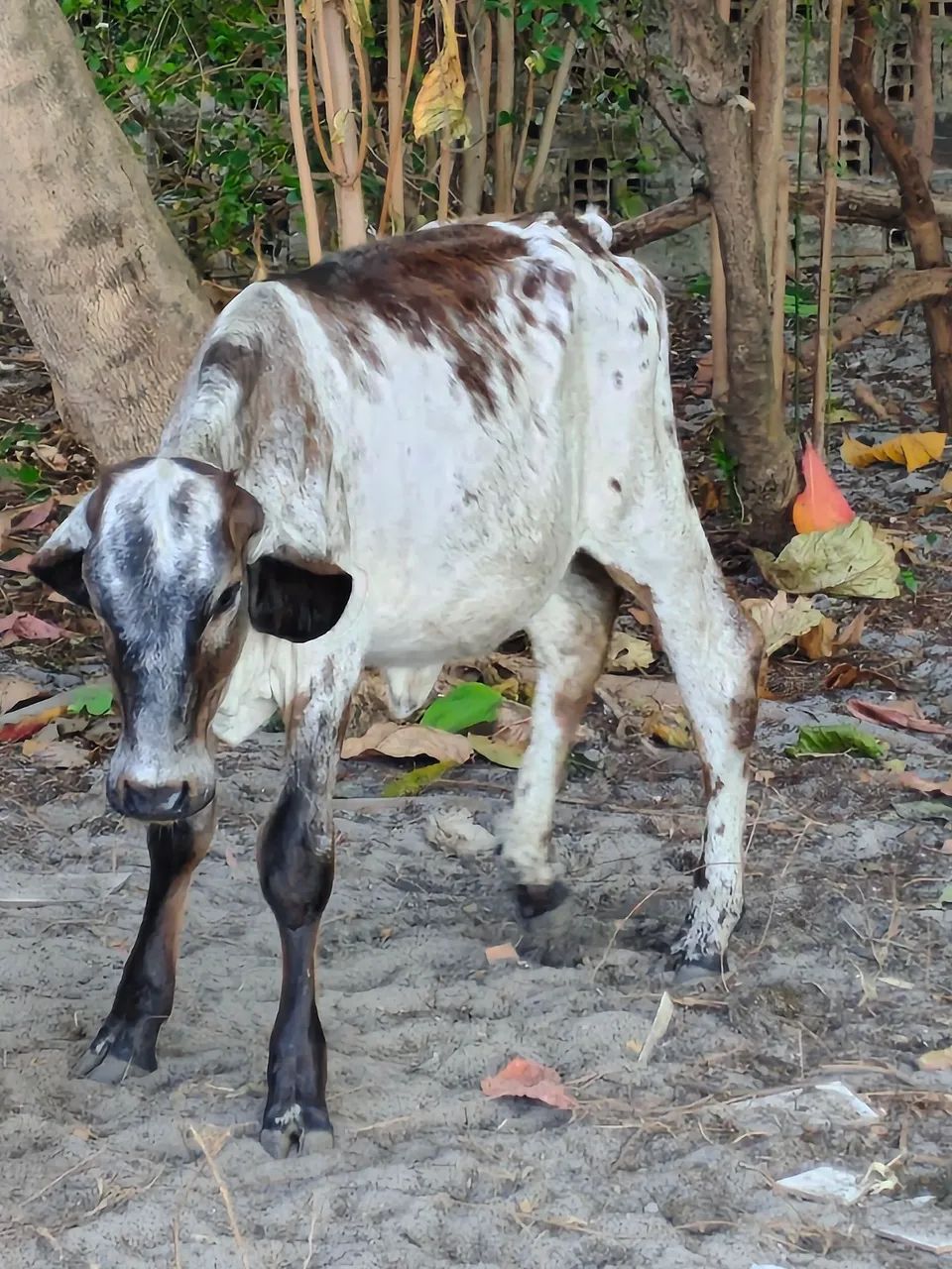 Vendo lote com bezerras e bezerros  - Foto 3