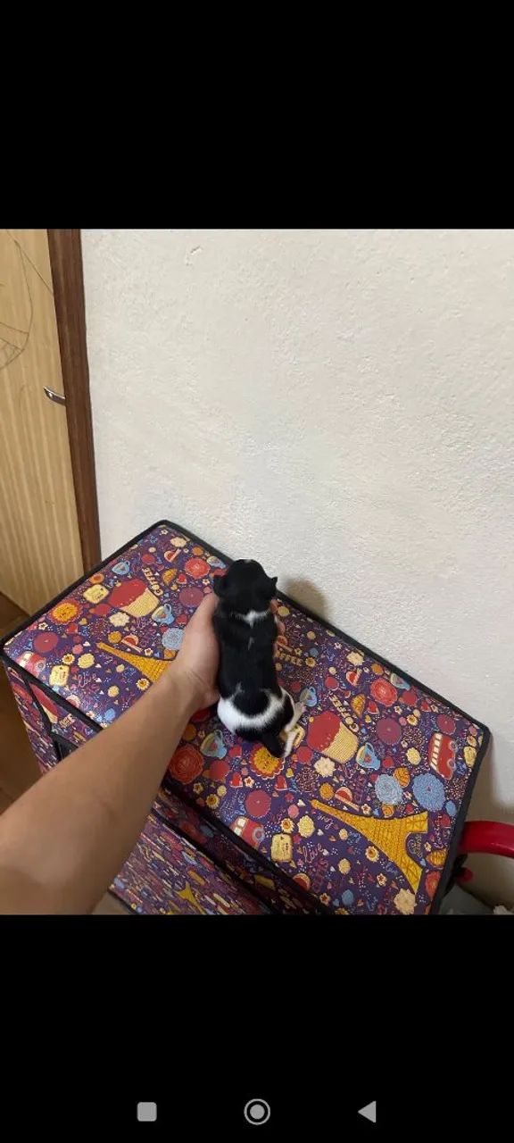 pinscher machinho  - Foto 4