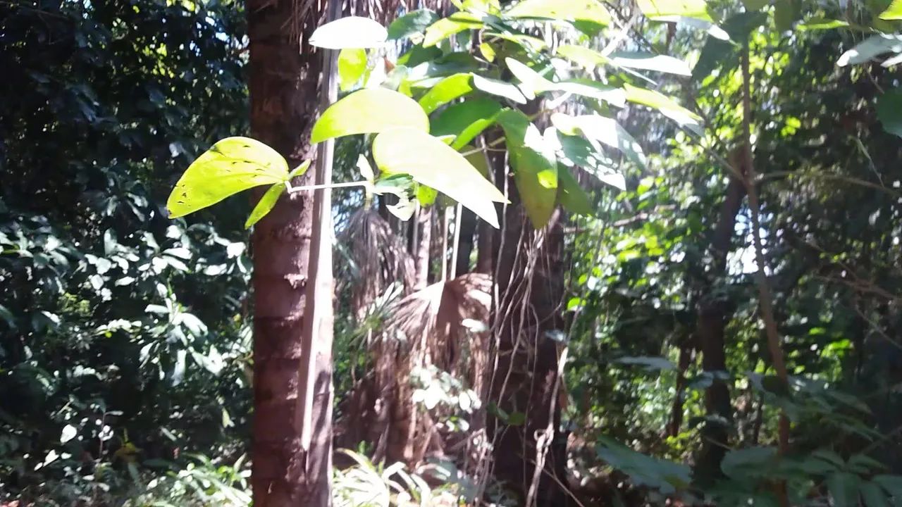 Chácara bem localazada - Foto 4